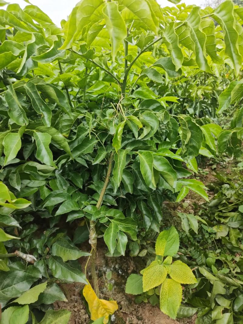 优质黄皮苗#黑皮黄皮嫁接苗#贵妃苗#杯苗#裸根苗#
