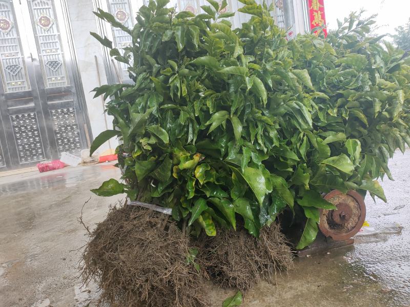 优质黄皮苗#黑皮黄皮嫁接苗#贵妃苗#杯苗#裸根苗#