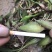 石橄榄双叶中果一首货源产地直发批发零售