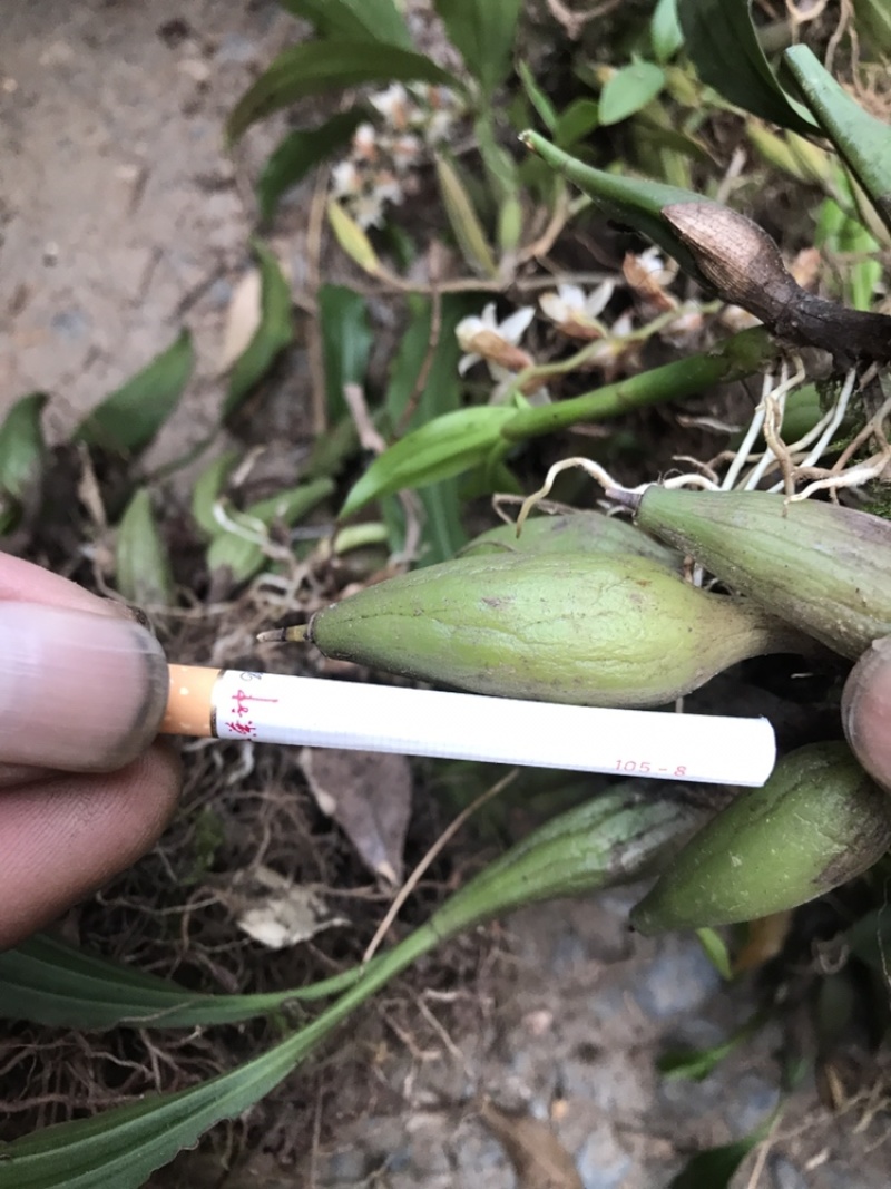 石橄榄双叶中果一首货源产地直发批发零售
