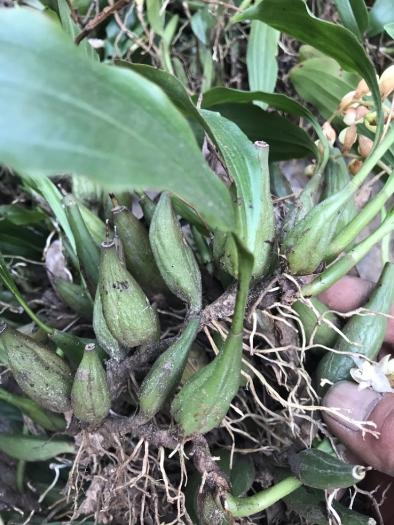 石橄榄双叶中果一首货源产地直发批发零售