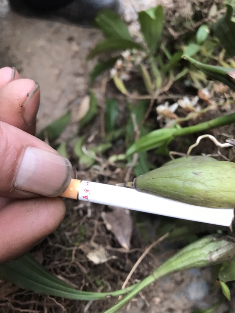 石橄榄双叶中果一首货源产地直发批发零售