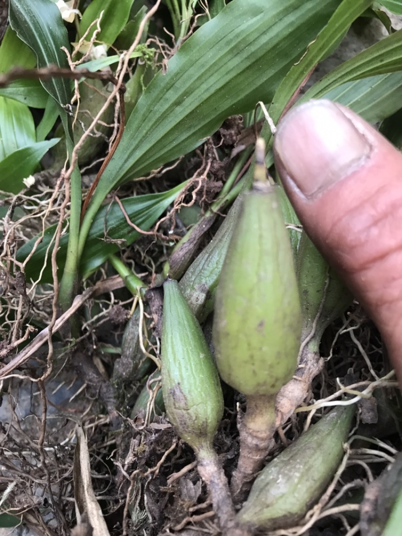 石橄榄双叶中果一首货源产地直发批发零售