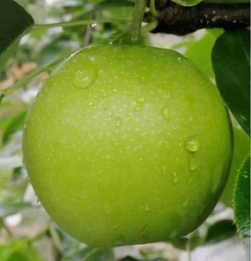 翠冠梨