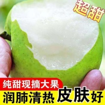 砀山皇冠梨酥梨水果梨子新鲜现摘现发当季水果梨子水果