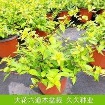 大花六道木盆栽多洛库阳台庭院庭院灌木植物观叶观花绿植物