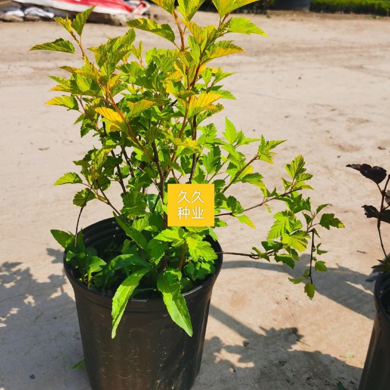 金叶风箱果盆栽花卉苗观叶观花紫叶风箱果盆栽耐寒灌木庭院植