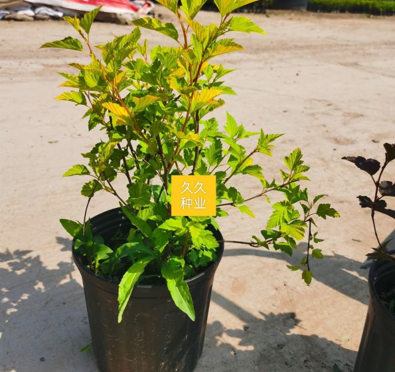 金叶风箱果盆栽花卉苗观叶观花紫叶风箱果盆栽耐寒灌木庭院植