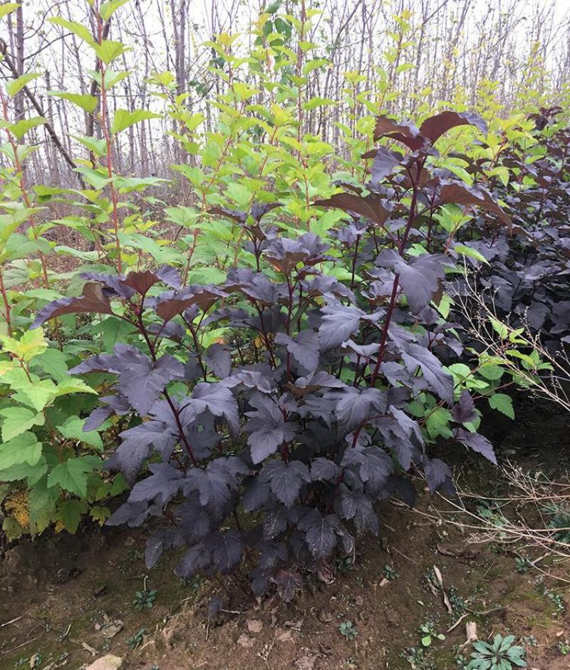 金叶风箱果盆栽花卉苗观叶观花紫叶风箱果盆栽耐寒灌木庭院植