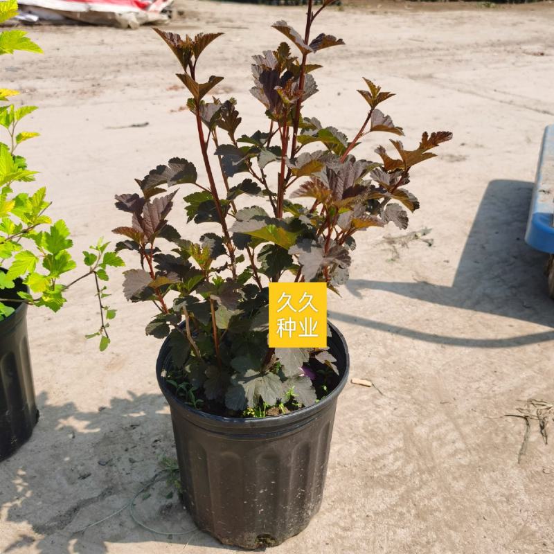 金叶风箱果盆栽花卉苗观叶观花紫叶风箱果盆栽耐寒灌木庭院植