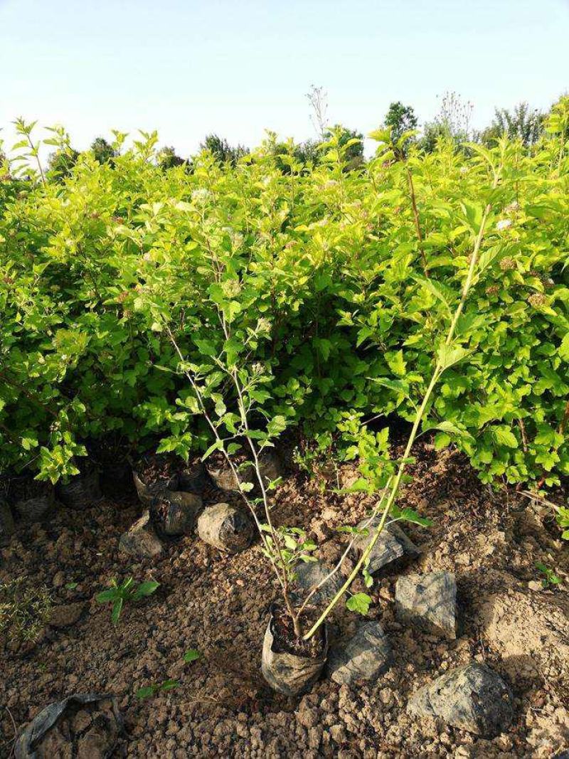 金叶风箱果盆栽花卉苗观叶观花紫叶风箱果盆栽耐寒灌木庭院植