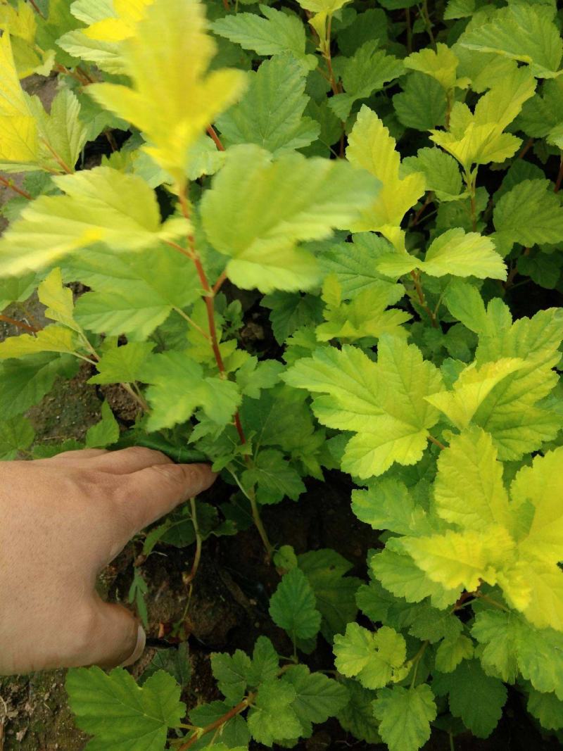 金叶风箱果盆栽花卉苗观叶观花紫叶风箱果盆栽耐寒灌木庭院植