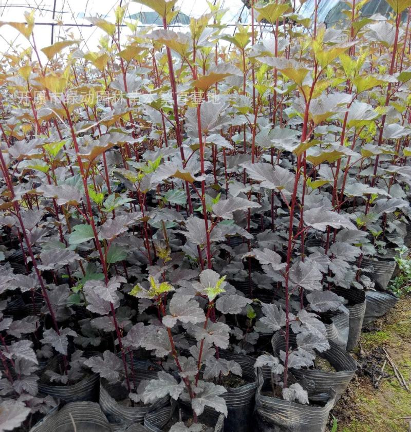 金叶风箱果盆栽花卉苗观叶观花紫叶风箱果盆栽耐寒灌木庭院植