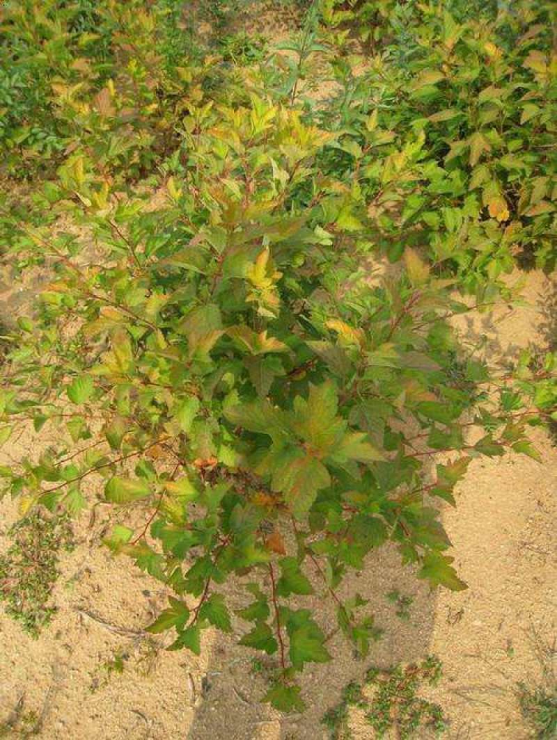 金叶风箱果盆栽花卉苗观叶观花紫叶风箱果盆栽耐寒灌木庭院植