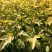 金叶风箱果盆栽花卉苗观叶观花紫叶风箱果盆栽耐寒灌木庭院植