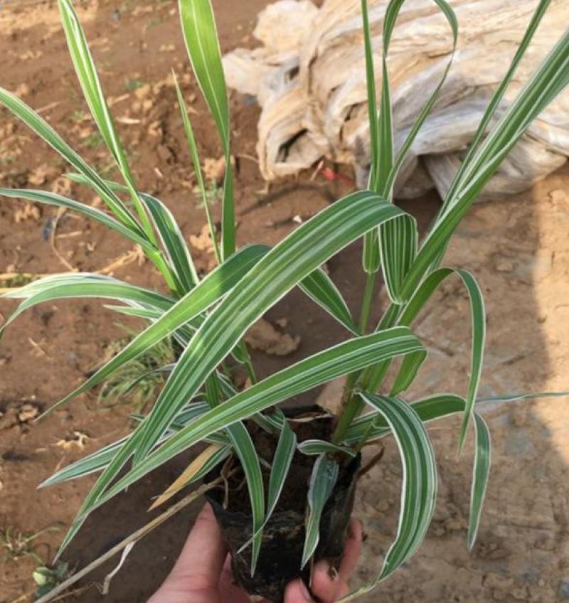 花镜植物观赏草玉带草盆栽耐阴抗寒阳台庭院景观带盆栽好观叶