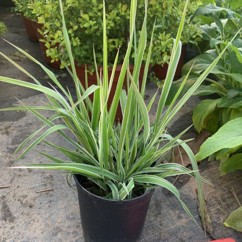 花镜植物观赏草玉带草盆栽耐阴抗寒阳台庭院景观带盆栽好观叶