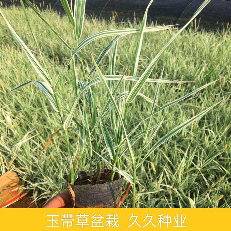 花镜植物观赏草玉带草盆栽耐阴抗寒阳台庭院景观带盆栽好观叶