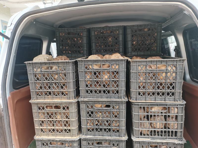 豆腐魔芋500克以上无破损的魔芋基地全国供应