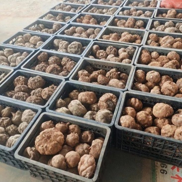 豆腐魔芋500克以上无破损的魔芋基地全国供应
