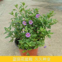 蓝茄花盆栽多年生草本花卉好养阳台庭院植物耐寒
