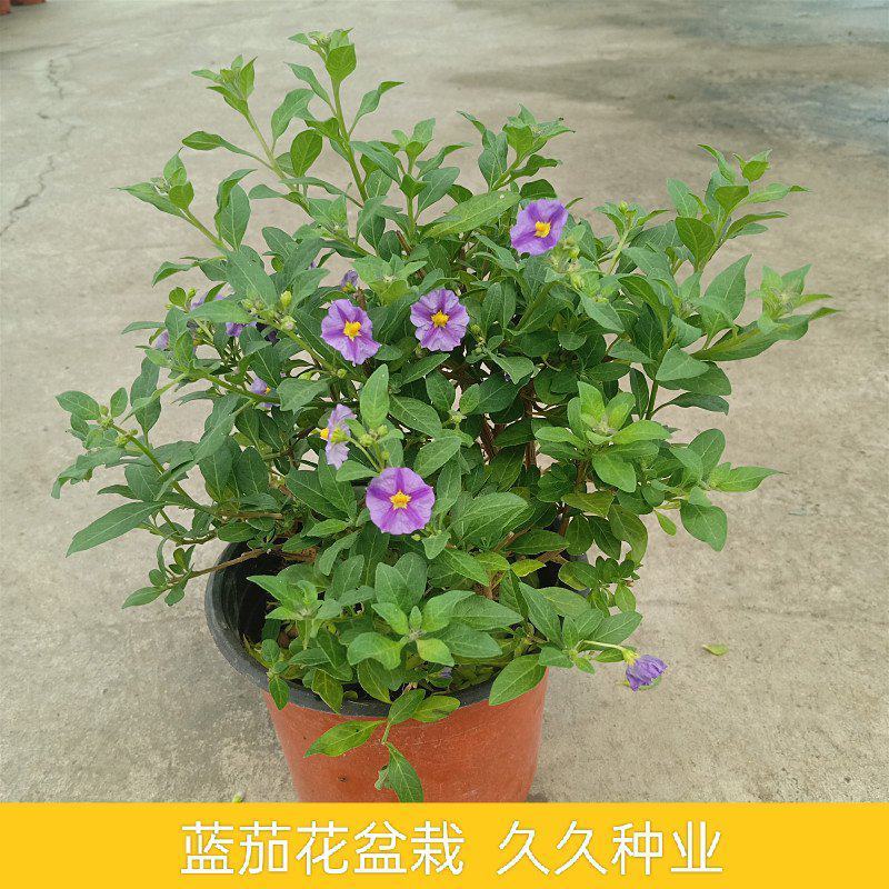 蓝茄花盆栽多年生草本花卉好养阳台庭院植物耐寒
