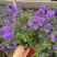 蓝茄花盆栽多年生草本花卉好养阳台庭院植物耐寒