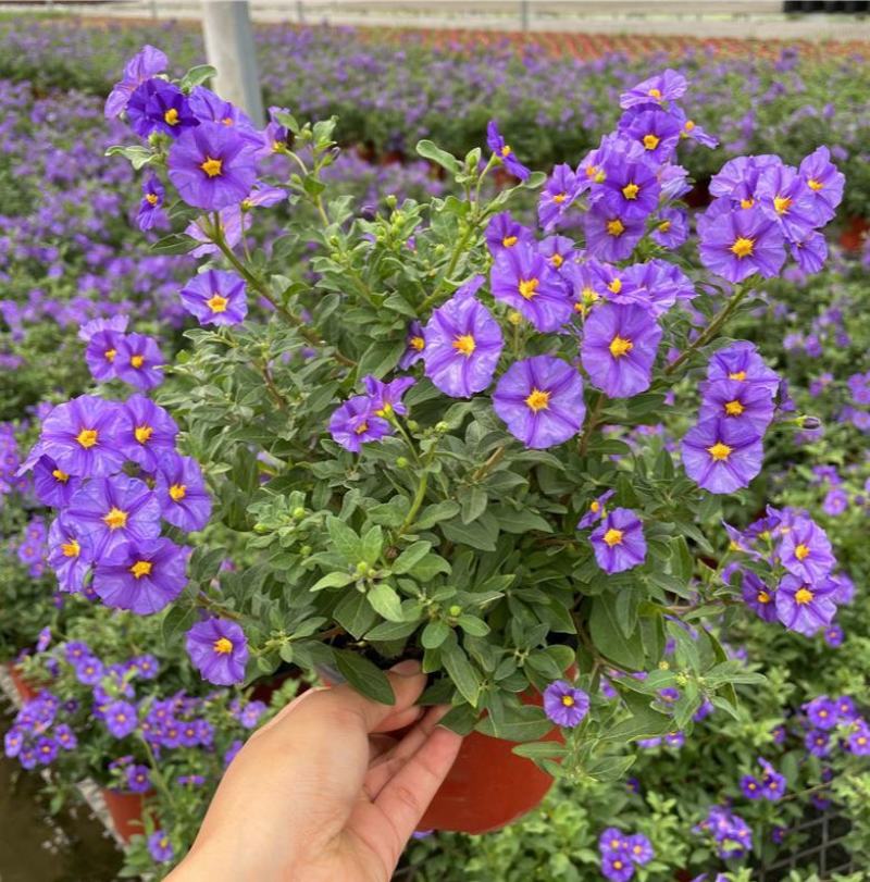 蓝茄花盆栽多年生草本花卉好养阳台庭院植物耐寒