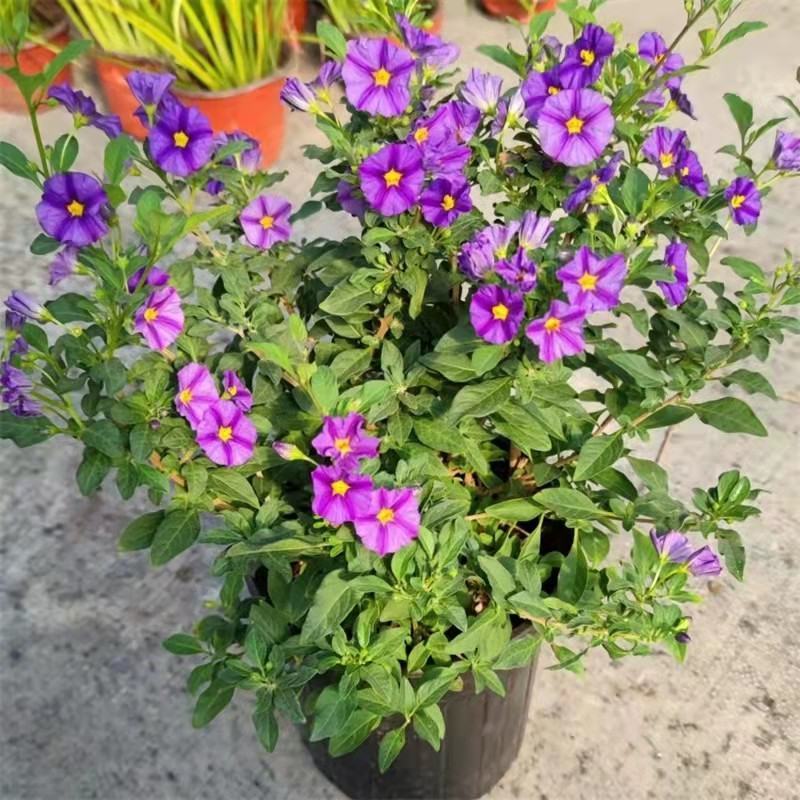 蓝茄花盆栽多年生草本花卉好养阳台庭院植物耐寒
