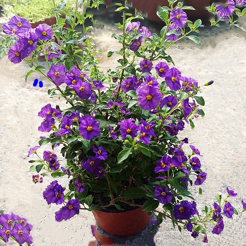 蓝茄花盆栽多年生草本花卉好养阳台庭院植物耐寒