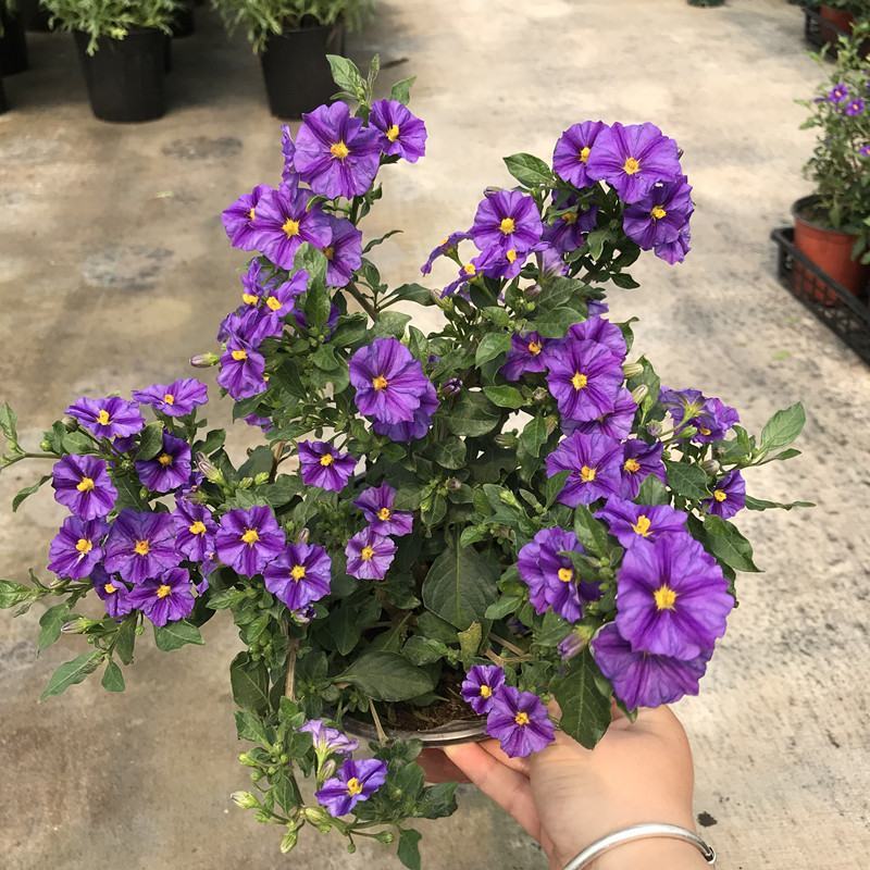 蓝茄花盆栽多年生草本花卉好养阳台庭院植物耐寒