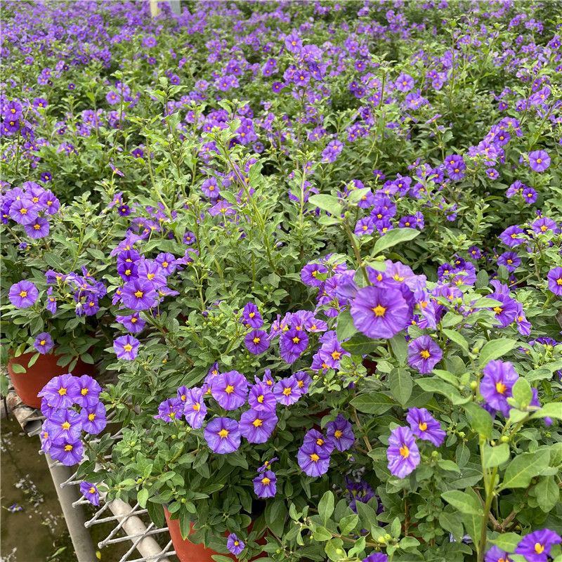 蓝茄花盆栽多年生草本花卉好养阳台庭院植物耐寒