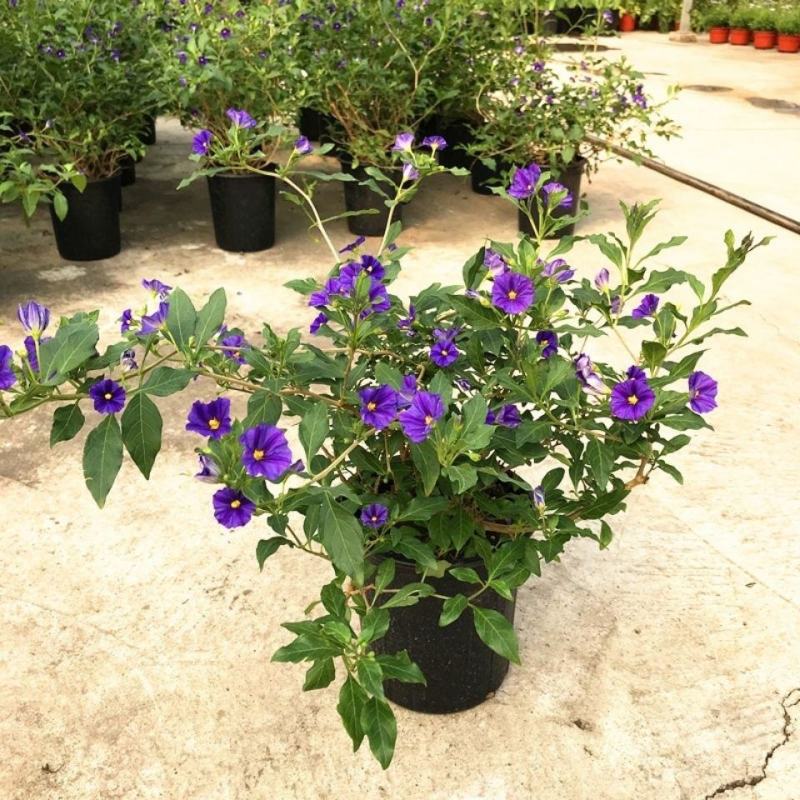 蓝茄花盆栽多年生草本花卉好养阳台庭院植物耐寒