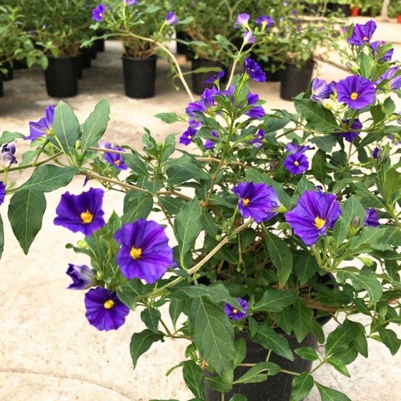 蓝茄花盆栽多年生草本花卉好养阳台庭院植物耐寒