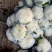 河北松花菜本地散花，大量上市，质量好价格不高