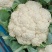 河北松花菜本地散花，大量上市，质量好价格不高