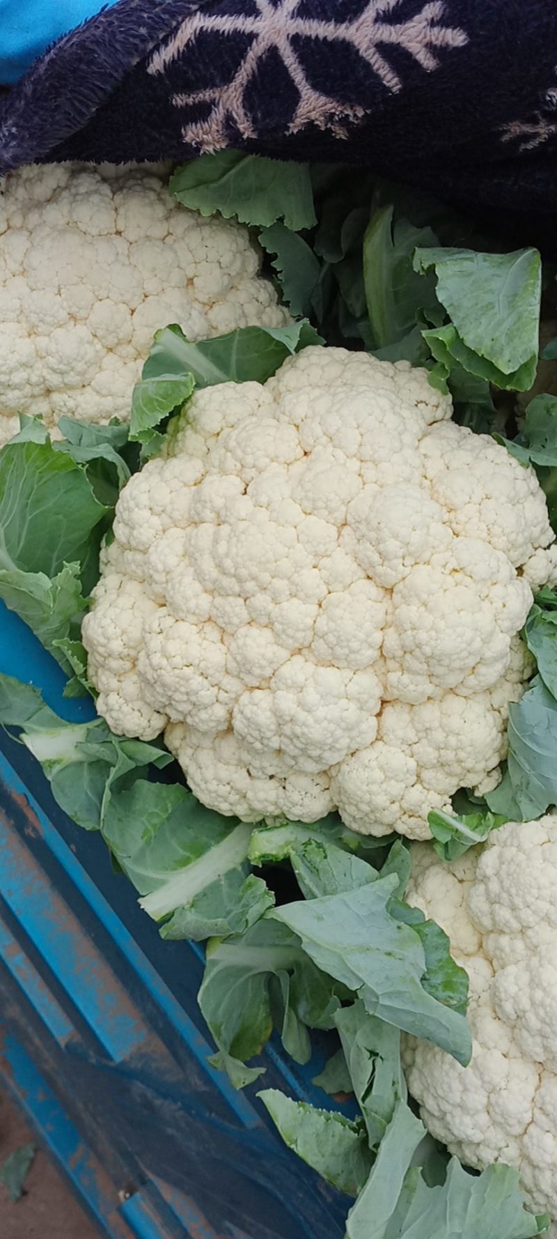 河北松花菜本地散花，大量上市，质量好价格不高