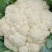河北松花菜本地散花，大量上市，质量好价格不高