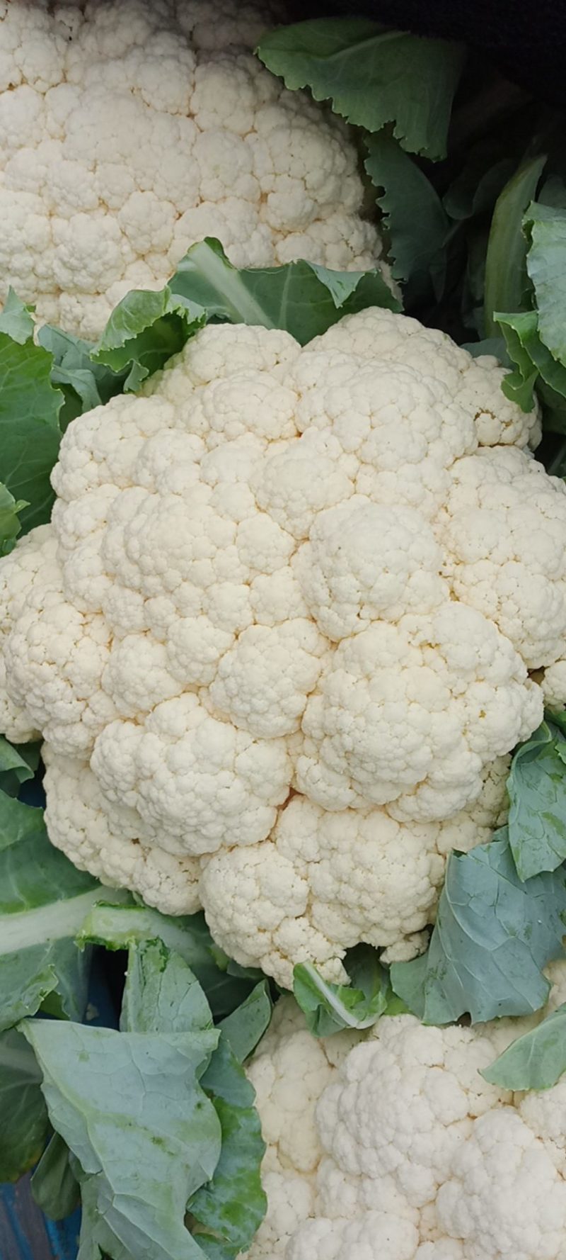 河北松花菜本地散花，大量上市，质量好价格不高