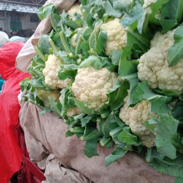 河北松花菜本地散花，大量上市，质量好价格不高