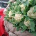 河北松花菜本地散花，大量上市，质量好价格不高