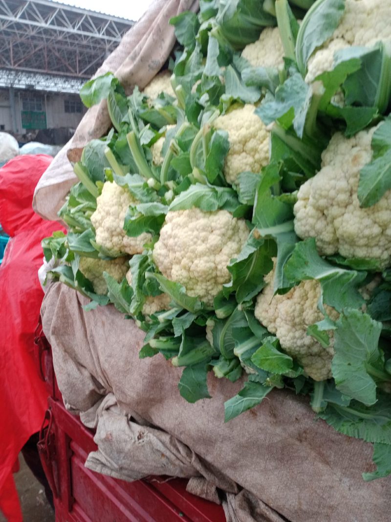 河北松花菜本地散花，大量上市，质量好价格不高