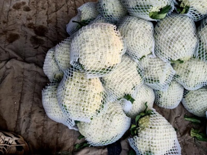 河北松花菜本地散花，大量上市，质量好价格不高