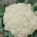 河北松花菜本地散花，大量上市，质量好价格不高