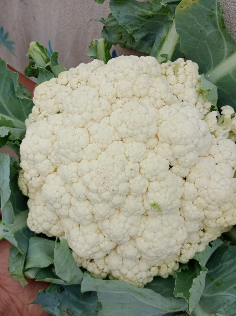 河北松花菜本地散花，大量上市，质量好价格不高