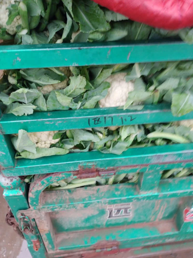 河北松花菜本地散花，大量上市，质量好价格不高