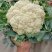 河北松花菜本地散花，大量上市，质量好价格不高