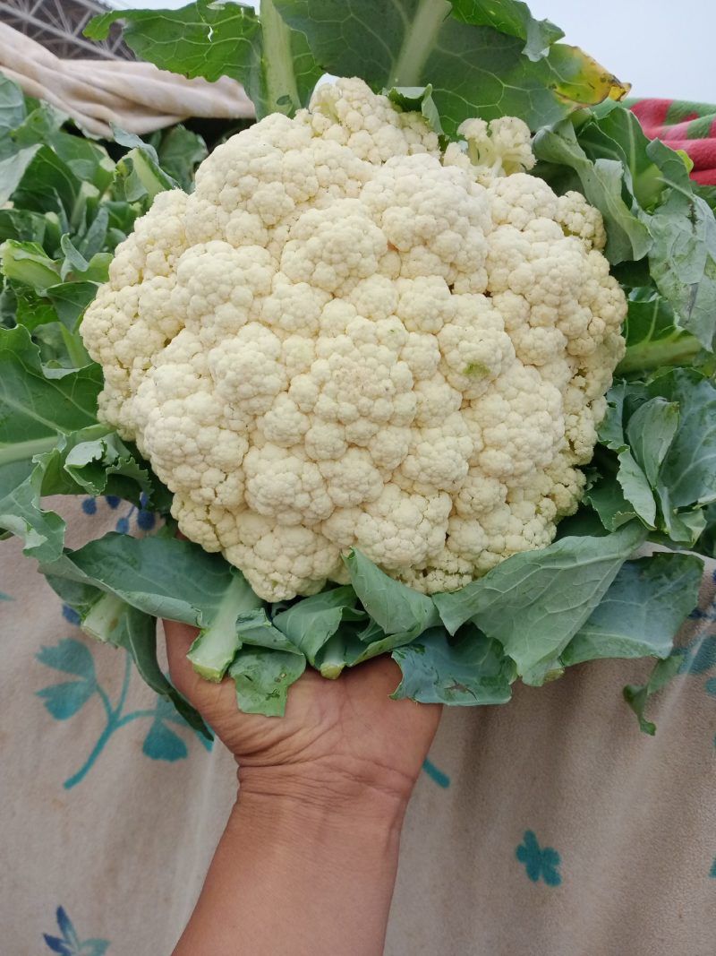 河北松花菜本地散花，大量上市，质量好价格不高