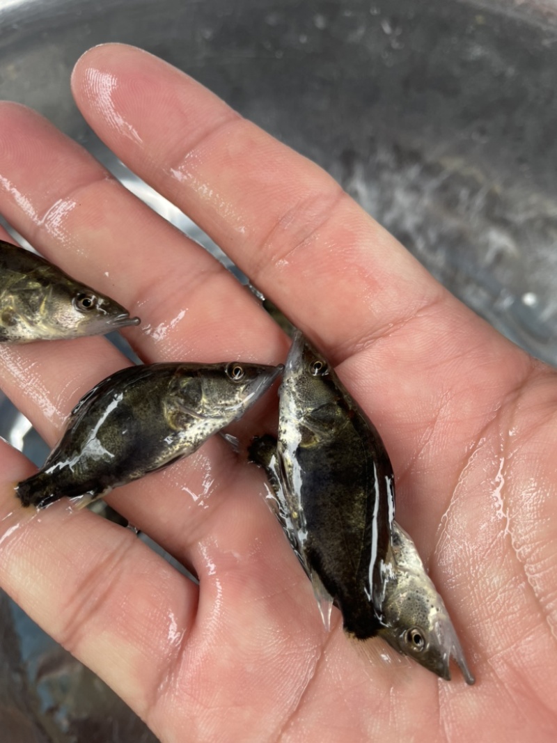 包邮包活翘嘴鳜鱼苗桂鱼苗黑鳜桂花鱼苗