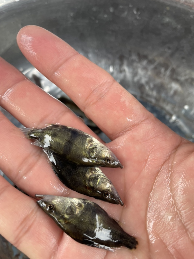 包邮包活翘嘴鳜鱼苗桂鱼苗黑鳜桂花鱼苗